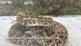 Massive Rattlesnake's Deadly Bite | Western Diamondback Spitting Venom