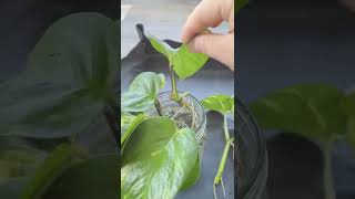 طريقة تكاثر نبات اللبلاب بواسطة الماء How to propagate ivy using water