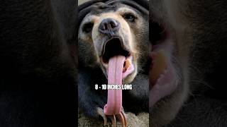 Honey Sun Bear 🐻 Smallest Bear Species with Longest Tongue #shorts