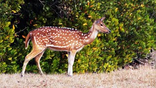 Sundarban: Life of Deer - Amazing Nature Documentary (HD) I Free2use