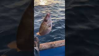 Fishing Seabream and Aegean Sunset. Ψαρεμα Κακαρελος στο ηλιοβασίλεμα.