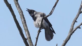 Cornacchia grigia, richiamo - Hooded Crow, recall (Corvus cornix)