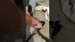 ৫০ কেজি মাগুর মাছ ধরছে কী ভাবে Amazing fish #video #hooksfishing #fish #funny #comedy #fishinggear