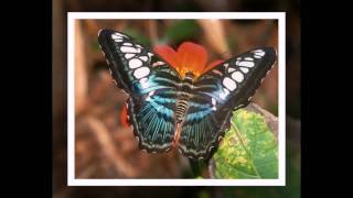 Mother Earths most beautiful Butterflies