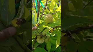 First sugarapple/Sitafal ready to pick.