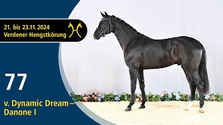 No. 77 Stallion by Dynamic Dream - Danone I | Verden Stallion Licensing 2024 - Dressage - Nov. 22/23