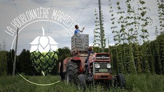 La culture du houblon - la Houblonnière Maraichère