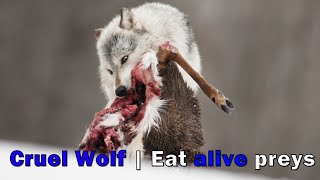 【Camojojo】Why wolf partial-prey consumption like human?