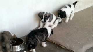 RAFEIROS DO ALENTEJO ... from Paio Pires Kennel ... 4 weeks ...