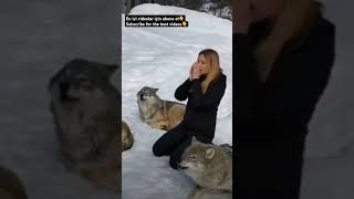 WOLF PACK WITH YOUNG GIRL #wildlife #subscribe #dog #wolf #youtube #shorts #youtubeshorts #wolves