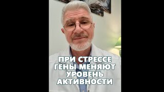 При стрессе гены меняют уровень активности