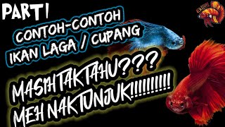 Contoh Jenis Ikan Laga/Cupang (Part 1) | BETTA INFO