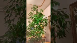 #beautiful #indoorplants #trending #viral #viralvideo #amazing #tree #indoor #shortsvideo #shorts