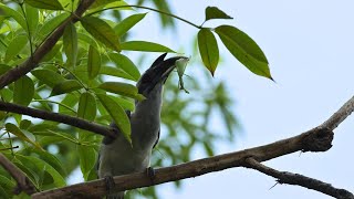 Incredible Bird Sightings: Indian Grey Hornbill with Prey and Majestic Bird of Prey & More