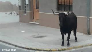 Vaca Ganaderia Fernando machancoses Massalfassar