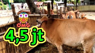 Harga Sapi Jantan 🔞 4,5 jt KARANTINA PELABUHAN KALBUT SITUBONDO