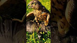 Falcon Hunting Birds #birds #falcon #eagle #hawk #wildlife #hunting #shorts #animals #attack