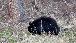 Black Bear of Yellowstone National Park