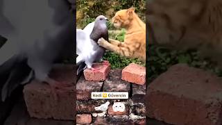 pigeon vs cat | pigeon vs cat fight  #short #ytshort #kabootar #pigeon #cat