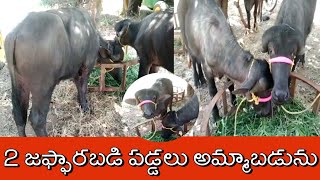 jaffarabadi heifers for sale| 73370 63729|జాఫరబడి పడ్డలు అమ్మబడును