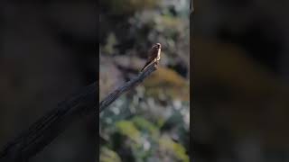 I captured this on a Hike in Tenerife 📸🦅 #shorts