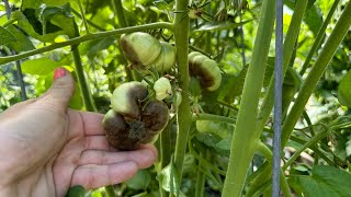 Stop Tomato Blossom End Rot FOREVER With These Easy Tips!