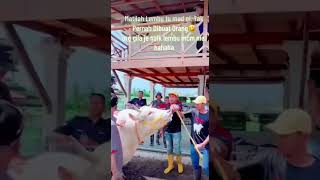 Mat Sabu Naik Lembu Korban