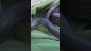 Coastal Taipan | full video 👆🏻