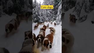 Cute dogs in The Snow|| #youtubeshorts #shorts #shortsfeed