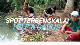 Spot terbengkalai ikan gabus dan lele di rawa