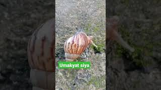 snail 🐌 #shortvideo