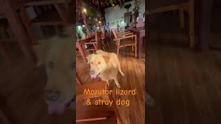 Dogs and lunch! #short #shorts #Vlog #Animals #Dog #Travel #Vlogger #FYP #foodie #kohphangan