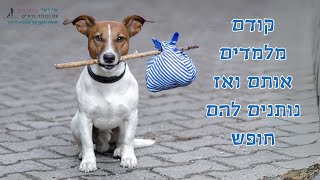 קודם מלמדים את הכלב ואז נותנים לו חופש