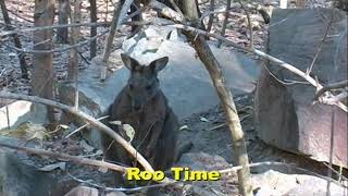 darwin harbour cruise and roo time