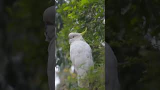 white parrot. #parrot #shorts #world