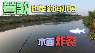 鶯歌也能釣海水魚