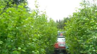 Overgrown trail on Whipsaw