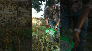 Plucked fresh lady's finger from the garden today #nature #farming #okra #shorts