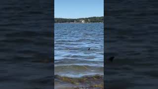 Shark Sighting in Phippsburg 2