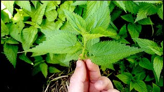 LEARNING TO FORAGE (PT1) AT WILDERNESS FARM