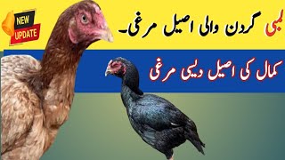 Long neck Desi murghi||Aseel figher murghi||اصیل لمبی گردن والی مرغی||دیسی مرغی کی پہچان