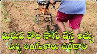 మిరప తోట అచ్చు ఎంత ఉండాలి |ఎంత ఉంటే మిషన్ తిరుగుతుంది|power weeder తో అంతరకృషి