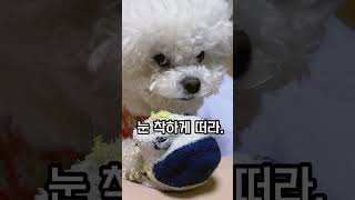 개딸아, 눈 착하게 떠라. #funny #pet #puppy #비숑 #우리집강아지