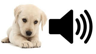 Puppy Barks - Sound Effect