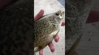 Pan Sized CRAPPIE