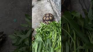 Kura kura sulcata gacu sedang makan lucu sekali part 14 #shorts #animals