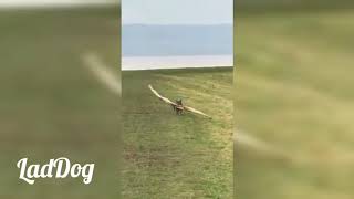 Dog has a huge stick. | LadDog