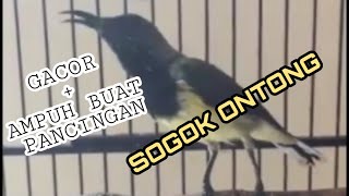 SOGOK ONTONG GACOR |AMPUH BUAT PANCINGAN!!!