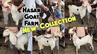 Hasan Goat Farm| Hyderabadi Bakriya| New Collection| Charminar|Murgi Chowk|Hyderabad