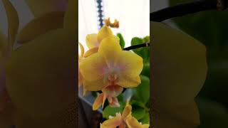 hafta sonu  Orkide keyfim #orkide #orchid #flowers #orchids #çiçek #plants #flower